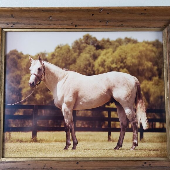 Vintage Thoroughbred Horse Grey Stallion Framed Picture Print - Picture 4 of 6